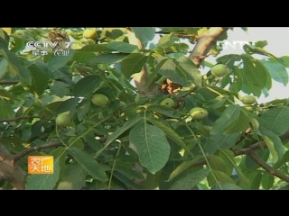 walnut hetao (part 01), or qingxiang hetao shu, literally aroma of wood walnut - a very detailed documentary