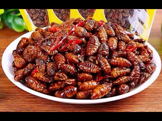 silkworm can, or insect god shen chong and his delicious cocoons can zai zuojianzifu as food and rich