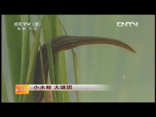 leeches small xiao shuizhi and their big secret da meituan - technology of cultivation of wild leeches yeshen shuizhi, artificially