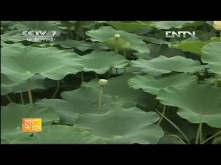 leeches shuizhi, lotus lianou and snails musyu wong (pudovik), or jingshui chui shi lo - the trinity system of liti ch