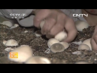 cao gu zhongyan hua shengchan jishu annual wood (straw) mushroom production technology - general method of wealth