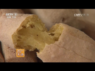 millet (millet) su , or he wo , or ji , as the staple food of the northern shaanxi province shan bei - note