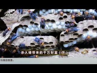 asian giant hornet da hu tou feng (part 02), or mafeng hornets, or shazhen feng (killer bees), or hufeng