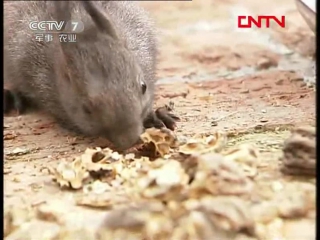 songshu squirrels - animal breeding technology in artificial conditions, for nature lovers zizhan aihao zhe.