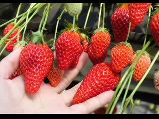 strawberry caomei, or more and more people fall in love with the fragrant berry yue lai yue do de renmen ai shang caomei de shiho