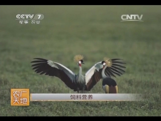 crowned crane guan he (lat. balearica pavonina) - a method of artificial breeding of a rare decorative african