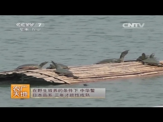 soft-bodied turtle, or chinese trionics zhonghua be (lat. pelodiscus sinensis) - riben p turtle breeding technology