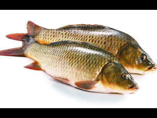 carp li, or the all-chinese method of reproduction of songhe fish - a fabulous carp breeding business in any available