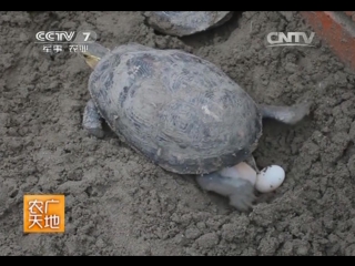 gui turtles, or box-breasted gui huang yuan (lat. cuora flavomarginata) - a multi-million dollar business technique