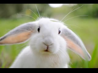 rabbits of the jiui breed, or shan tu, literally mountain hare, is a billion-dollar business based on the breeding method of yanzhi jishu.