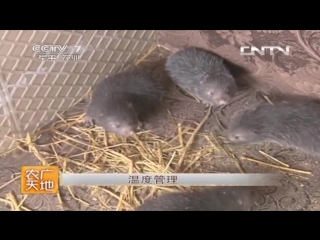 bamboo rat zhu shu (lat. rhizomys sinensis), or yongheng zhi zhou, literally eternal meat - a breeding technique is glad big tits