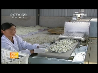 chrysanthemums qi ju, or ju hua - china's multi-billion dollar tea and flower business cha huahui qiye, from seedling