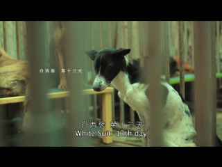 twelfth night ... a film that hurts to the heart, about the fate of stray dogs ... lord, save and save them and our souls