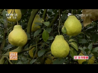 pomelo shatian yu (pompelmus, or sheddock), or grapefruit yuzi, or the popular name meizhou jin yu, literally zolo