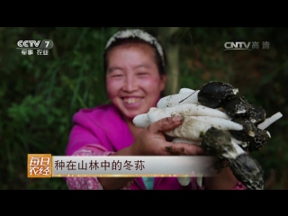 mushroom setkonoska double (lat. dictyophora duplicata), or zhu sun, or meili jun (beautiful mushroom), or gongzhu ban