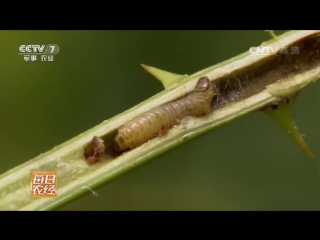 delicious and medicinal larvae of mustache michun (lat. apriona) parasitizing on a tree of caesalpinia (lat. caesalpinia) from the family