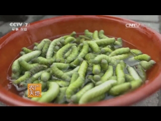 hawk hawk caterpillars (lat. sphingidae) as a food product