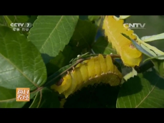 chinese oak silkworm, or chinese oak peacock-eye tussa, or zhatsan, or shaya - delicacy pupae