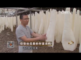 giant loofah (washcloth) sigua, or juixing sigua - 50 million yuan per year from a sponge (dried fiber mass of flat