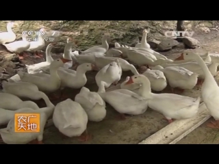 white geese bai e is a bird breeding technology of yanzhi jishu in northern fujian province, near the wuyishan mountains.