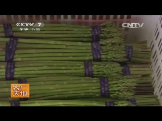 asparagus lusun, or jingganmytsin - a technology for growing a plant from a seed to a vitamin sprout.