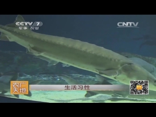 sturgeon fish species xun yu, or shuizhong hohuashi, literally living fossils (fossils) in water - a reconnaissance technique