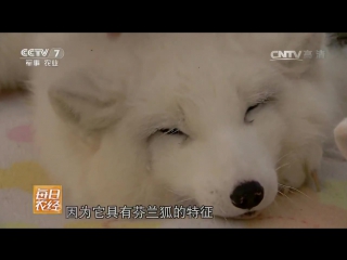 arctic fox beiji hu, literally arctic fox - breeding animals on fur farms, according to the successful method of mo.