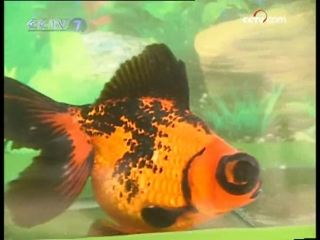 goldfish jinyu, or jin yu. nongchang siyan jingyu fish breeding farm on an industrial scale