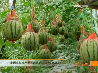 watermelon sigua, or da xigua (big watermelon), or xiaoyu gua (jade melon, or xiaoyu melon) - greenhouse cultivation method