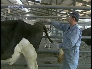 dairy farming nainyu yangzhi. artificial insemination of cows and heifers zhengong shoujing junyu he xiao mu niu . preparation