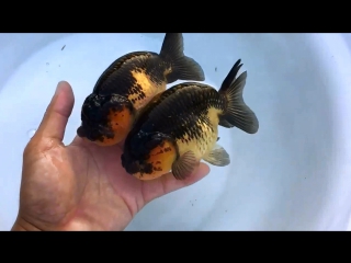 variety of varieties (part 02) of jinyu pingzhong de doyang xing goldfish. nunchang siyang fish breeding farm