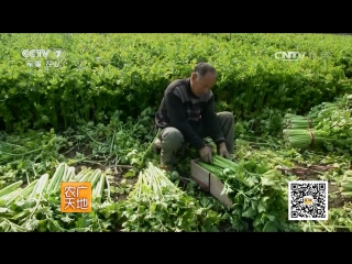 celery leaf qincai as small trees xiao ke - spicy green cultivation technology.