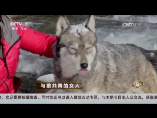 woman dancing with wolves yu lan gong wu, or why breed wolves lan (jimasar county, xinjiang province).