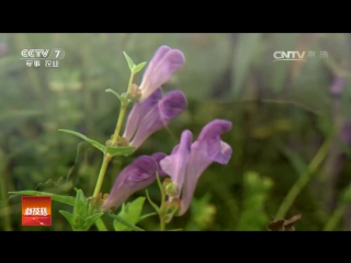 jingxi tea, or shan cha camellia flower jingsi, is a drink with a 1000-year history.