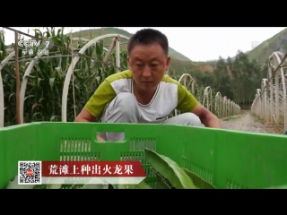 pitahaya holun go (dragon fruit) - how to grow a fruitful cactus on a stone wasteland.