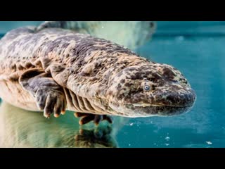 the giant salamander wawayu, or the teen of china, is a unique breeding method for the rare amphibian juirong.