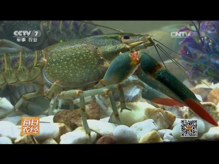 australian freshwater crayfish aozhou danshui hong ao xia - industrial breeding for the sake of delicious meat.