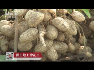 peanut huasheng, or how to grow 45 million tons (zhenyang county, henan province).