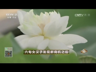 lotus hehua - cultivation of a relict plant for the sake of nutritious roots. million dollar business of 62-year-old xu dashan.