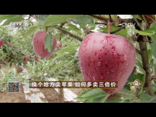 pingo apples, or pingguo (red delicious). million dollar business of former teacher li county, from gansu province.