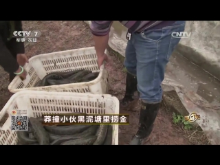 chinese freshwater mullet wu yu - 15 months of work, 40 000 kg. fish (for the entire period), from the pond - five acres.