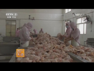 traditional chinese dish chicken crossing, or daokou shao ji, or chicken crossing henan city...