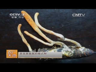 cordyceps chinese yartsagumbu (lat. ophiocordyceps sinensis), or himalayan viagra, or cancer killer -