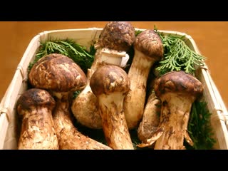 matsutake mushroom, or the king of chinese mushrooms wang zhongguo xiongu - the search for a delicacy treasure.