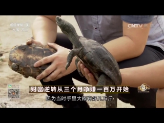 soft-bodied turtles jiayu and freshwater ugui, or how to earn 1,000,000 in three months - the experience of a businessman wang 33,