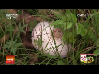 mushroom bai mo (white mo) - technology of cultivation of meadow symbiote, on an industrial scale.