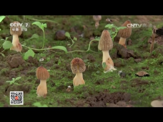 morel yang du jun - cultivation of delicious mushrooms using a special greenhouse technique, in the city of zhao.