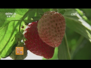 beijing strawberry queen ms. caomei ms. shi liming, or how to turn from a supermarket clerk into a millionaire.