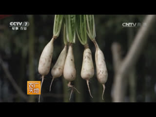 little xiao radish and dendrobium orchid tea is the pride of lanxi city.