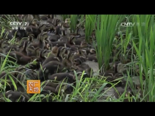 fattening ducks in rice fields (rice-ducks) is the most profitable way.